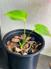 Monstera Deliciosa Baby - Starter Plant