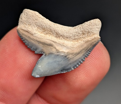 #ad Rare Quality Blue Tiger Shark Tooth BV Florida Gem $25.20