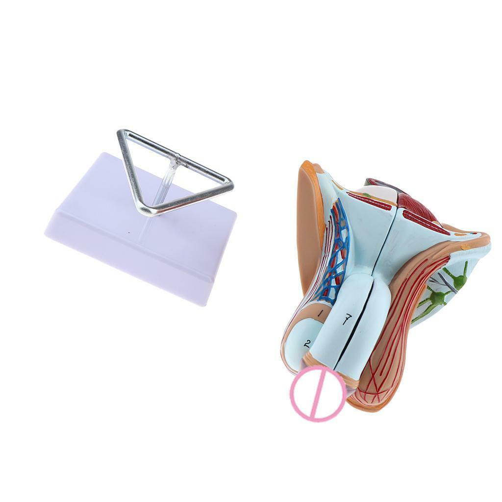 1:1 Männliche Geschlechtsorgane Modell Mit Basis Anatomie Modell Als
