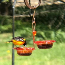 Double Oriole Feeder