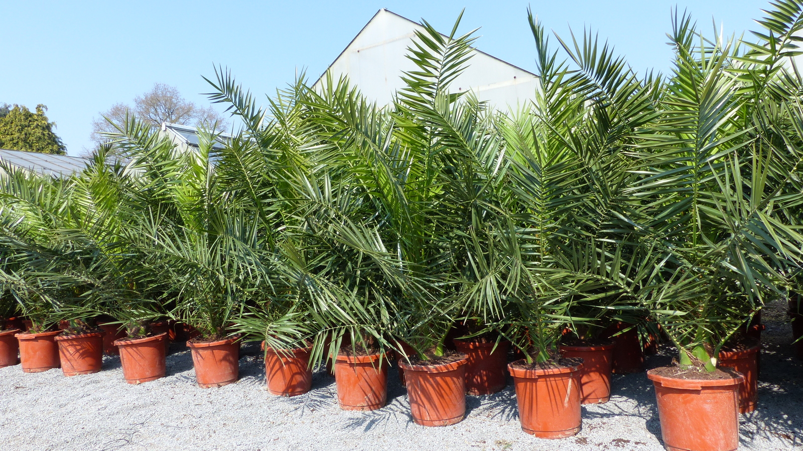 2 Stück Palme XXL 180 cm Phoenix canariensis, kanarische Dattelpalme