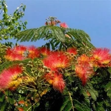 5 Fresh Orange Mimosa Tree Seeds Silk Tree Albizia julibrissin Perennial Seed 