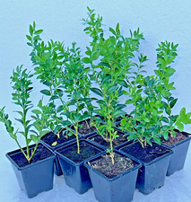 Buxus Sempervirens in 7 cm Pots | Evergreen Box Hedging Plants