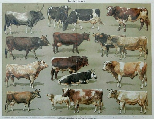 Rinderrassen Original Lithographie von 1904 Rinder Rind Holländer Wilstermarsch - Picture 2 of 2