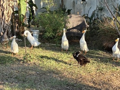 12+ Purebreed Indian Runner Duck  Eggs Colors like  Blue, Choc, Fawn&White