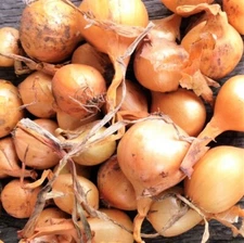 Super Sweet Candy Onion Sets (Bulbs) | Vidalia Yellow Granex 2025 Fast Shipping
