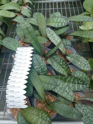 Phalaenopsis (stuartiana var. nobillis x schilleriana  M606 )