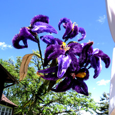 Vintage Velvety Craft Chenille Purple Iris Flower Spray