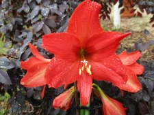 One Orange Coral Amaryllis Bulb off-set 4-8 cm. in circumference