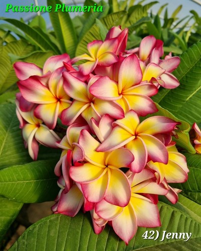 Talea di plumeria (Plumeria cutting) 45-50cm "Jenny"
