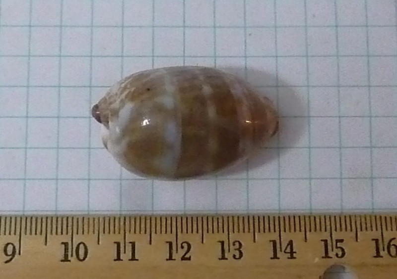 Junenile Cypraea, possibly arabica, 36mm F+/F++, Guam