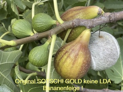 2 x Feigenbaum Steckholz Original  SOTSCHI GOLD Riesenfeige Allgäu  WINTERHART