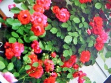 6 SEED FRAGRANT CLIMBING THORNLESS BABY RED COLOR ROSE SEEDS USA TEXAS SELLER