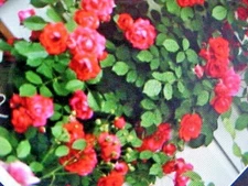 20 SEEDS  FRAGRANT CLIMBING THORNLESS BABY RED COLOR ROSE  SEED USA TEXAS SELLER