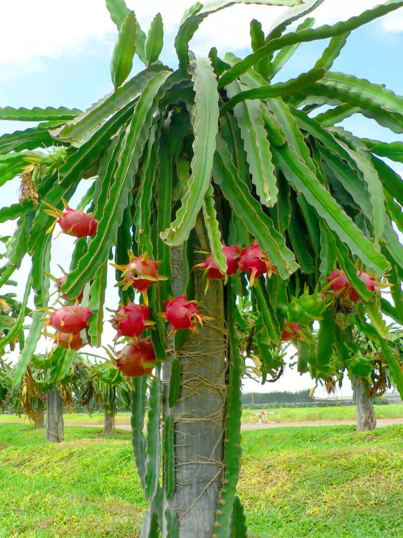 4'' Dragon Fruit Cactus Cutting White Flesh Hylocereus Undatus Pitaya edible