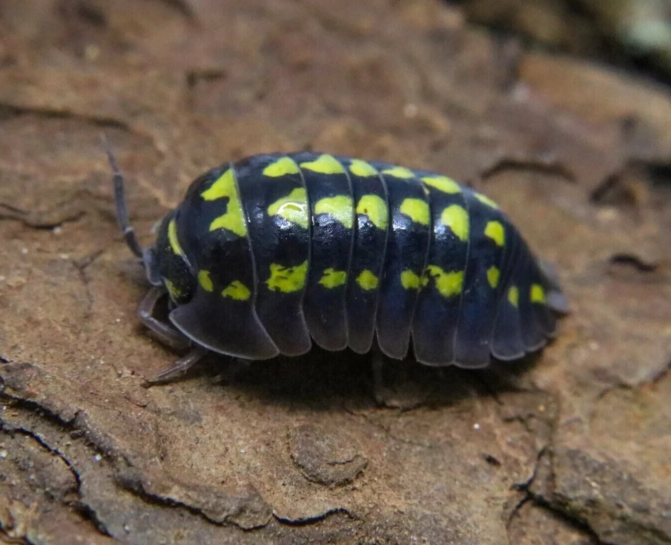 25+ Armadillidium Gestroi Isopods Bioactive Vivarium Clean Up Crew Yellow