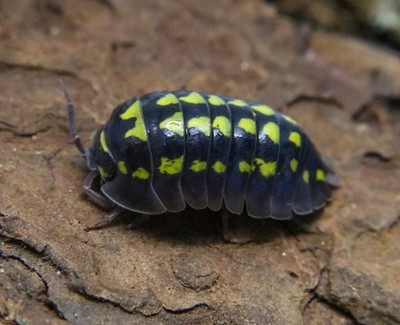 25+ Armadillidium Gestroi Isopods Bioactive Vivarium Clean Up Crew Yellow
