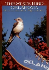 Oklahoma State Bird Scissortailed Flycatcher Flag ~ unused postcard sku393