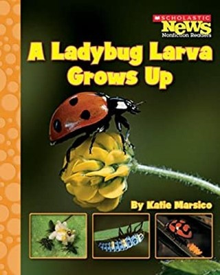 A Ladybug Larva Grows Up Hardcover Katie Marsico