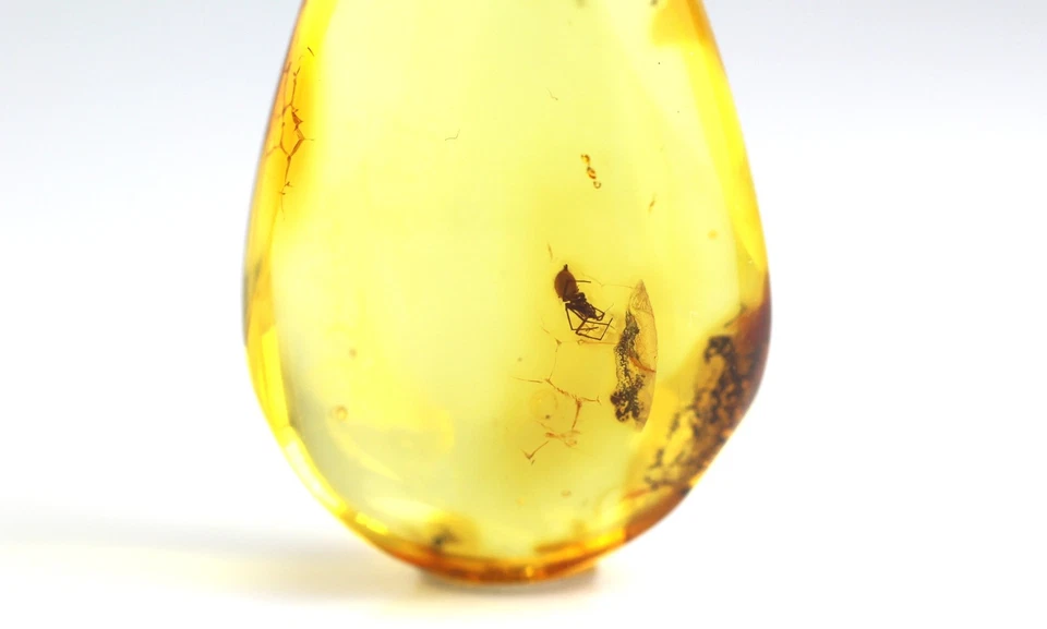 Ciondolo ambra baltica con grande PICCOLO RAGNO inclusione insetti Argento 92... - Immagine 3 di 4