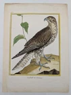 Original Engraving - Raptor - Gerfaut of Norway - Martinet & Buffon, circa 1770