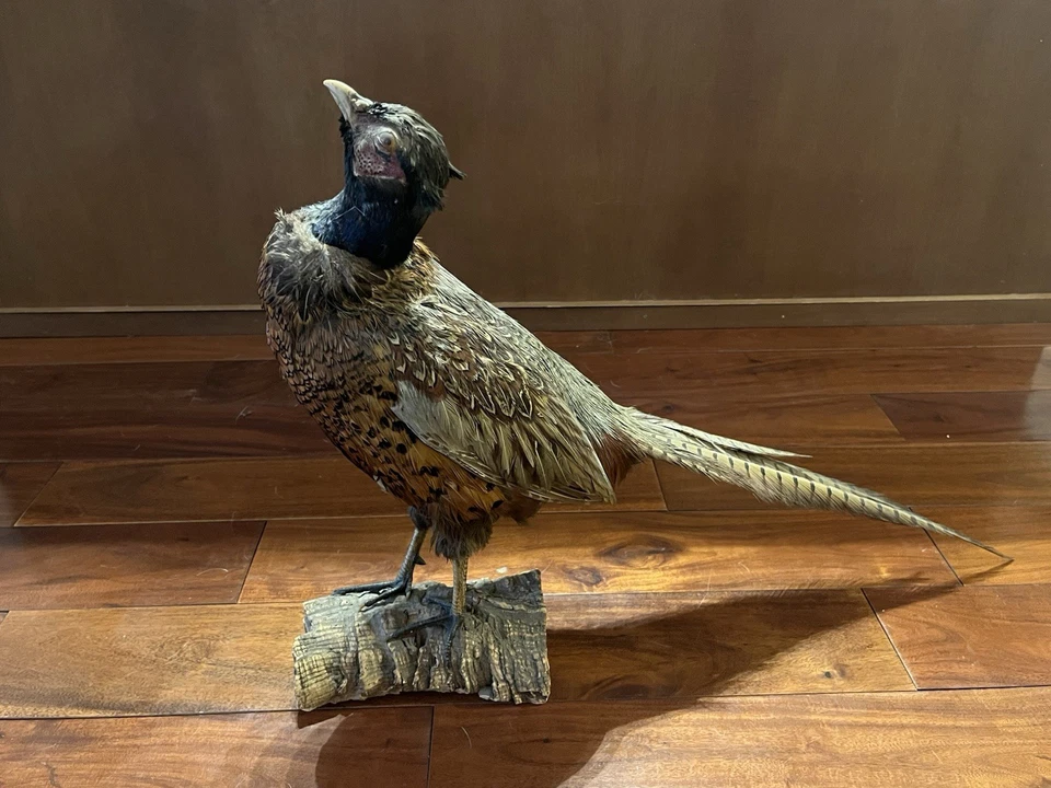 Taxidermia faisán cuello anillado sobre soporte de madera con base de madera a la deriva Foto 4 de 4