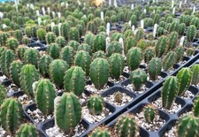 "Althea X Len" Best Genetics Sourced World Wide 2024.