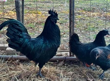HIGH QUALITY AYAM CEMANI Hatching Eggs (6)