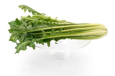 SEEDVILLE USA 250 CICORIA CATALOGNA Puntarelle Chicorium Chicory Vegetable Seeds