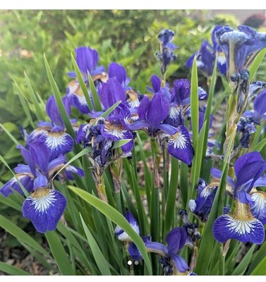 Siberian iris,  Perennial -  Repeat Blooming Tropical - 10'' to 12'' tall