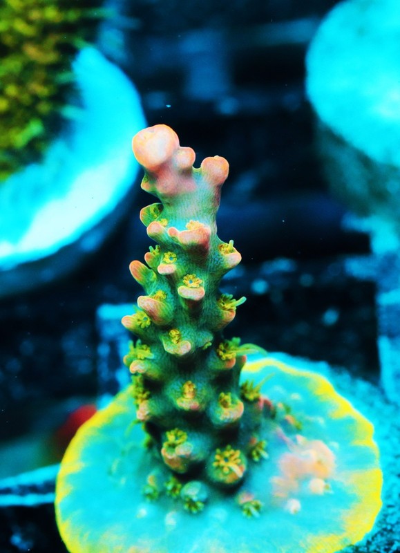 Voodoo Majick Acropora Frag Zoanthids Zoa Paly SPS LPS Corals, WYSIWYG