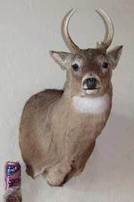 Whitetail Deer Head Shoulder Mount Taxidermy Cape Shed Antler Hunt Mule Rack