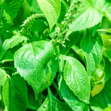 CLOVE SCENTED BASIL 150 SEEDS NON - GMO FRESH FOR GARDENS