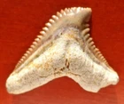 PRIABONIAN FOSSIL SHARK TOOTH, GALEOCERDO