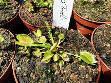 Dionaea muscipula 'Cross Teeth', fleischfressende Pflanzen,x2 Pro Topf 