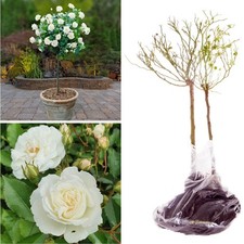 2 x Standard White Rose Tree 40cm tall Indoor Outdoor Garden Plants Bare Root