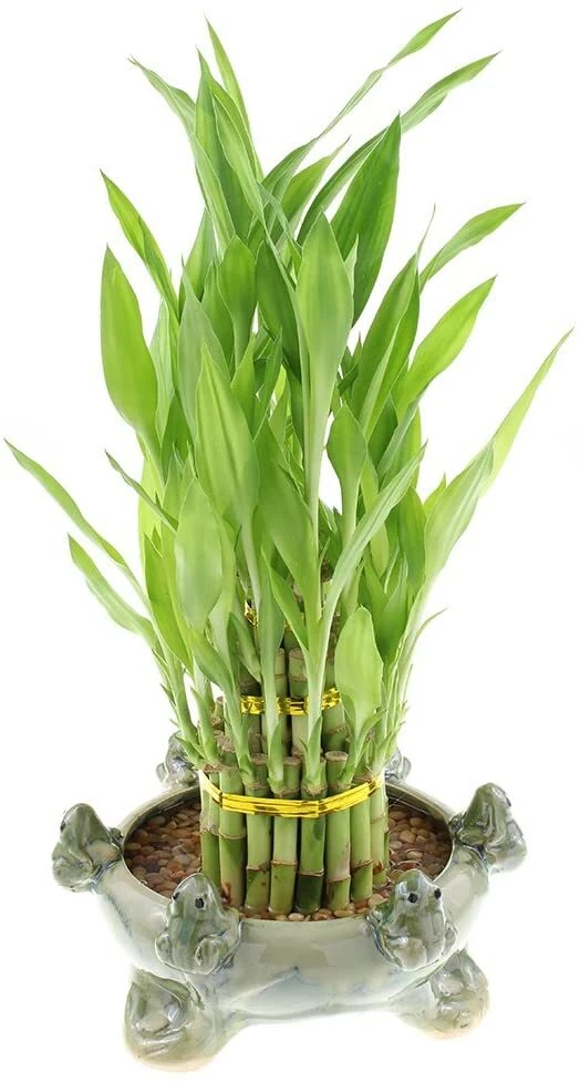 Update more than 137 bamboo plant gift significance kidsdream.edu.vn