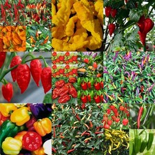 🌶️ Chilli Large Plug Plants x1 Choose from 18 Varieties Ready March 🌶️