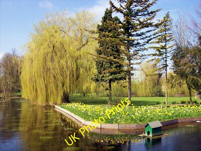 Foto 12x8 Riverside Narzissen bei Bourne, Lincolnshire Bourne \/TF0920 A ma c2013