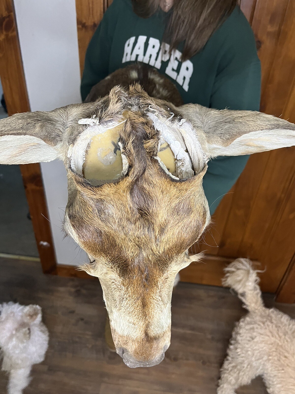Rough Axis Shoulder Mount Horns Removed. Taxidermy, Add Horns Project