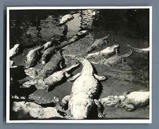 Pakistan, Karachi ( ةراني), Pool of the Sacred Cocks Vintage silver print.  T