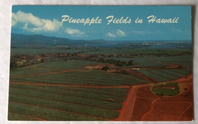 Pineapple Fields In Hawaii Postcard (N1)