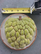 SUGAR APPLE SEEDS - 6 Seeds -Produces BIG, SWEET fruit - SWEET SOP
