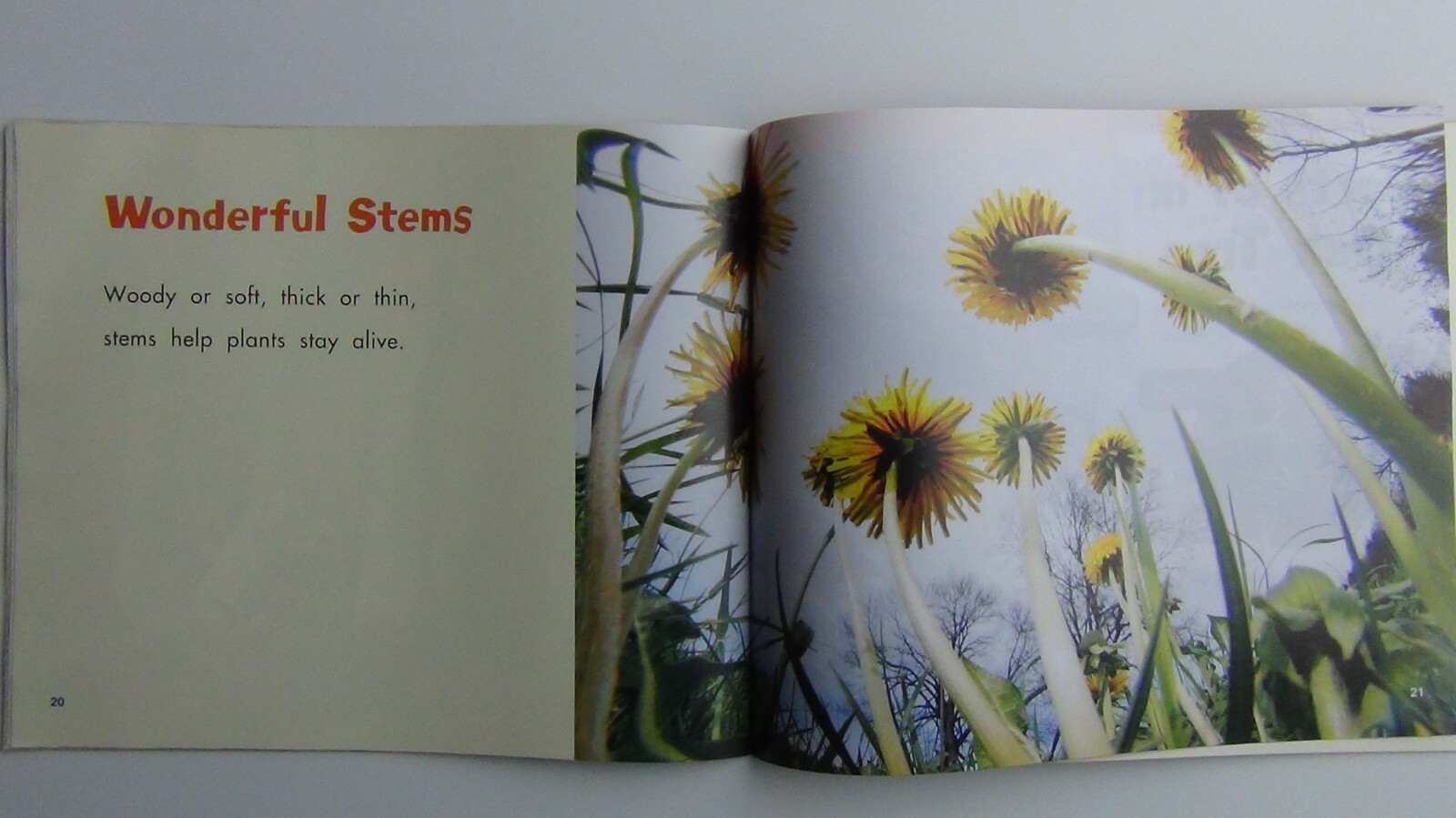 Pebbles Plus Books STEMS by Vijaya Khisty Bodach 2007 Paperback FREE