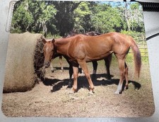 NEW Horse mouse pad 9" x7 and 1/2"