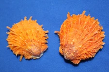 2-SEASHELLS, SPONDYLUS, Barbatus / Orange Spiny Oyster,Craft Supply,beach SS-441