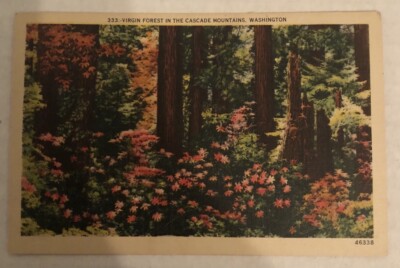 Virgin Forest In The Cascades Mountains, Wash. Postcard (X2)