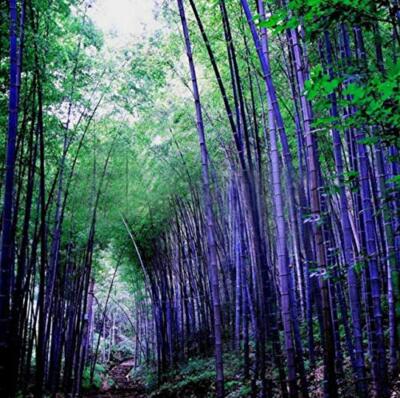 Rare Purple Bamboo Seeds, Lucky Bamboo, 50pcs/Pack#159# | eBay