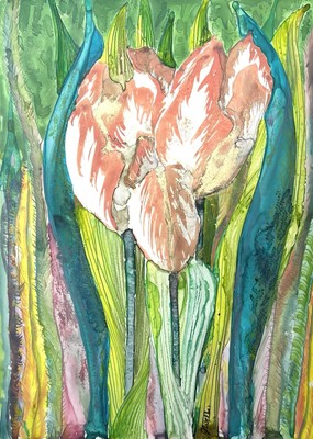 Rembrandt s Tulpen In Rosa 