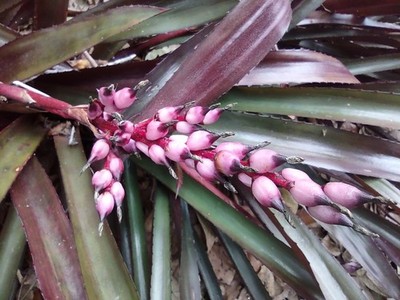 Aechmea  Burgundy  Bromeliad Live Plant   Houseplant   Outdoors in Warm Climates
